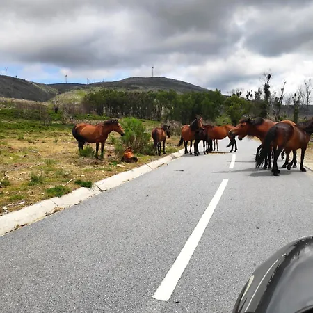 Canastro Do Loureiro * Anisso