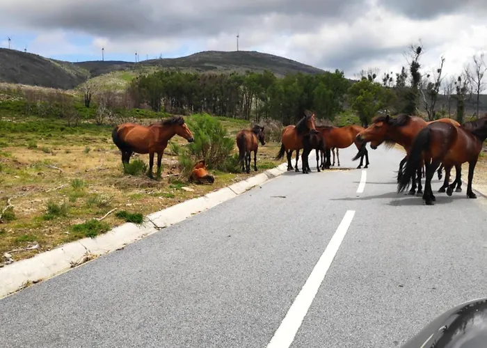 Canastro Do Loureiro * Anisso